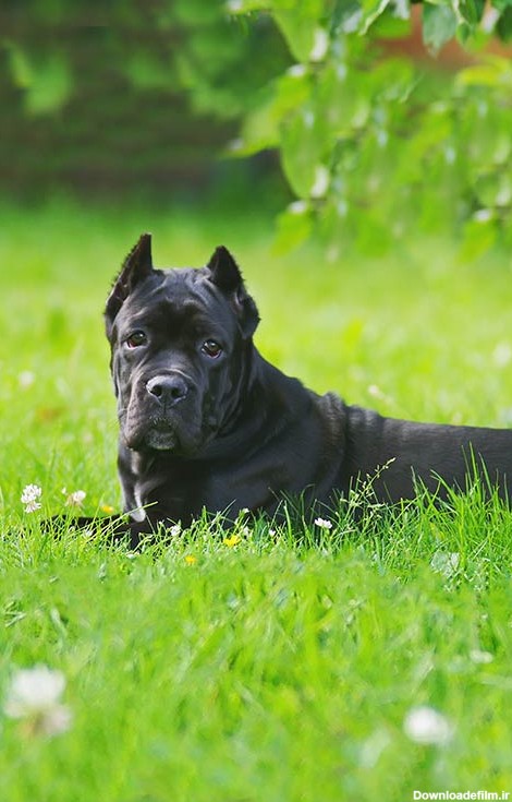 مشخصات کامل، قیمت و خرید نژاد سگ کین کورسو (Cane Corso) | پت راید