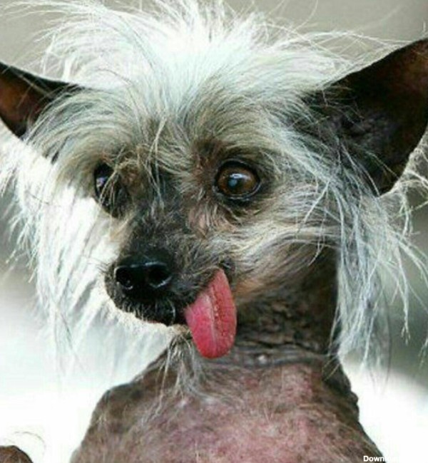 زشت ترین سگ دنیا +عکس