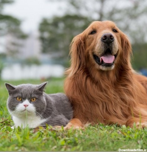 دلائل ایجاد تومور در پستان سگ و گربه و روش های درمان