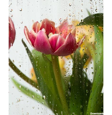 دانلود عکس با کیفیت و زیبا از گل لاله و باران 9311299 - پدیده شهر