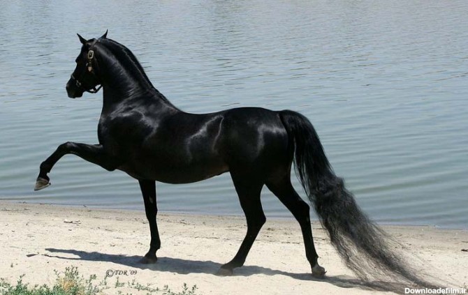 اسم اسب هزاران نام اسب نر و اسم اسب ماده ایرانی و خارجی با معنی