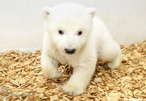 توله خرس قطبی زیبا در باغ وحش آلمان