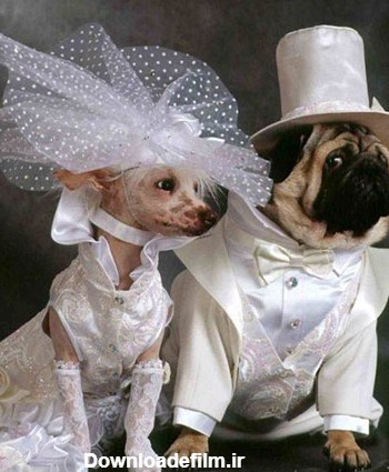 جشن عروسی حیوانات (عکس)