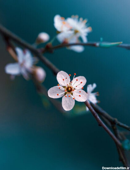 عکس‌های جهان از بهار/ عکس‌های منتخب جهان در بهار – mashghshab