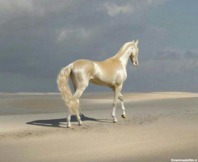 تصویری از زیباترین و گرانترین اسب دنیا