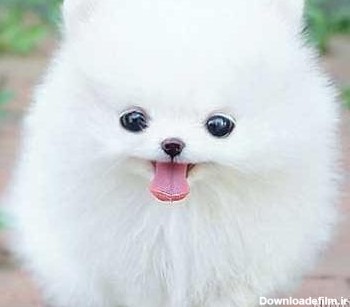 عکس سگ پشمالو سفید کوچولو ناز