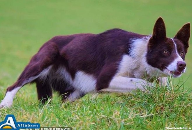 عکس| گران‌ترین سگ گله جهان