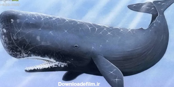 عکس بزرگترین وال biggest whale