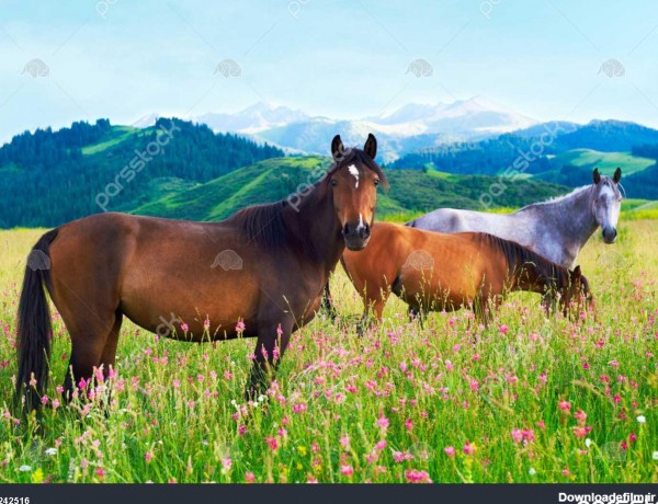 سه اسب در میان کوه ها چمنزار قرق 1242516