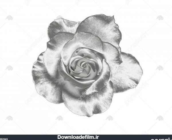 گل رز نقره ای در یک پس زمینه سفید 1362545