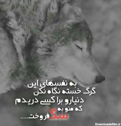 پیام سنگین درباره گرگ
