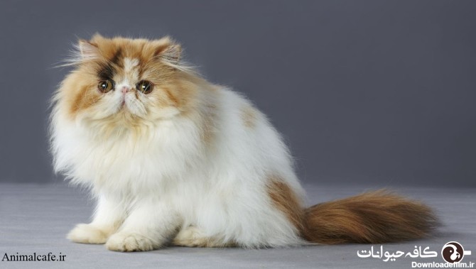 گربه پرشین (همه چیز درباره گربه ایرانی) - کافه حیوانات