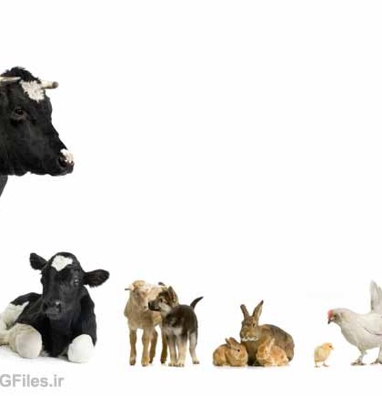 تصویر با کیفیت مجموعه حیوانات اهلی شامل مرغ ، خرگوش ، سگ و گوسفند ...