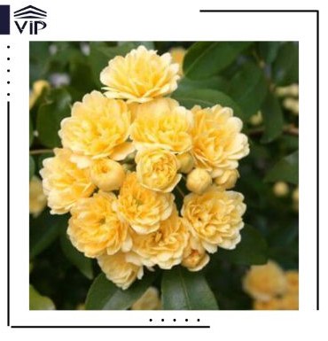 گل آبشار طلایی- گلفروشی آنلاین VIP Shop