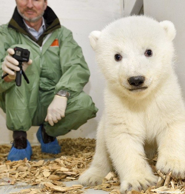 توله خرس قطبی زیبا در باغ وحش آلمان