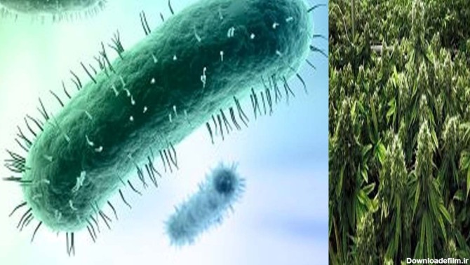 باکتری‌ که گیاهان را تبدیل به زامبی می‌کند! + عکس