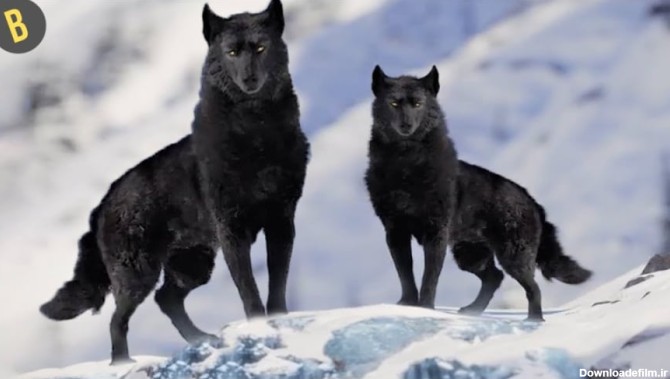 مستند حیات وحش - 14 زیباترین گرگ جهان - شکار گرگ ها