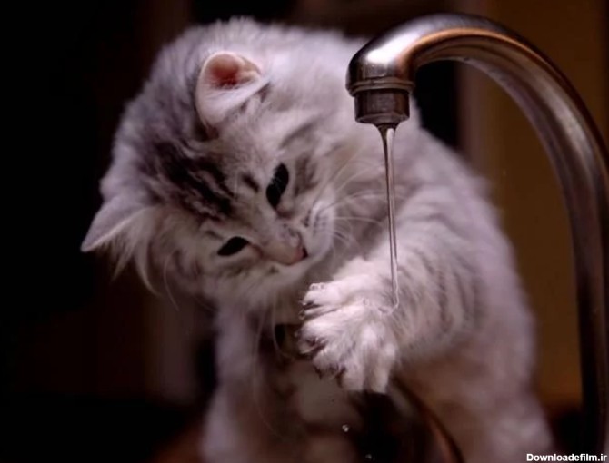 گربه بامزه و ملوس: ۱۰ بهترین عکس گربه های خانگی و فانتزی جهان