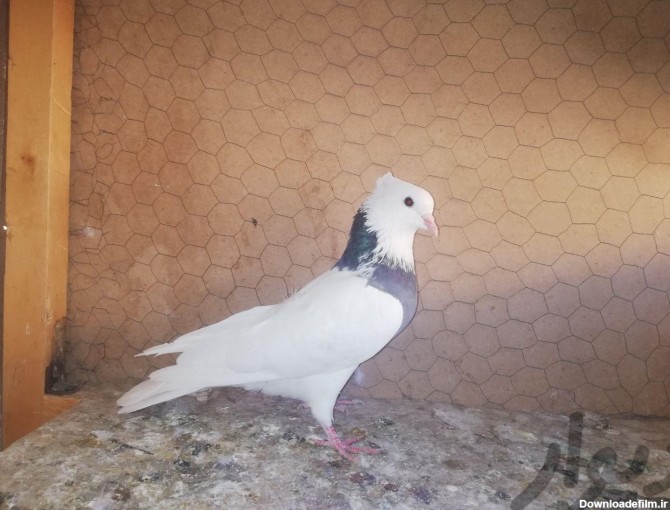 جوجه کبوتر طوقی|پرنده|تهران، مخصوص|دیوار