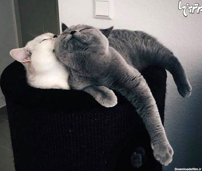 تصاویر زیبای عاشقانه از دنیای گربه‌ها
