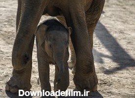مایسا، بچه فیل تازه متولد شده در باغ وحش ارم سبز