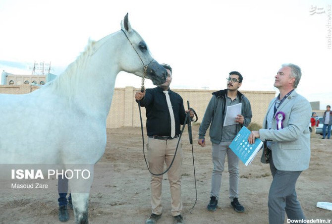 مشرق نیوز - عکس/ زیباترین اسب ایران