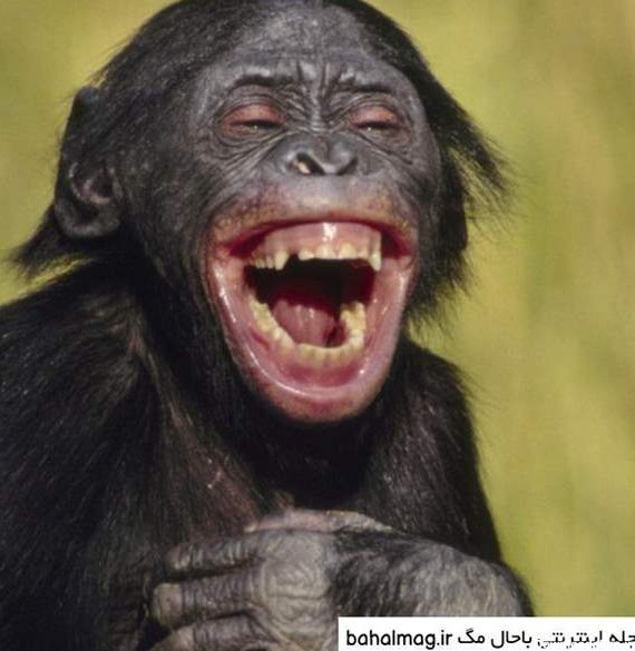 میمون خندان باشه واسه خودت🙂😂💋 | تبادل نظر نی نی سایت