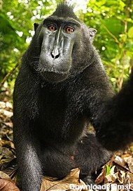 نزاع بر سر حق تکثیر سلفی میمون - ویکی‌پدیا، دانشنامهٔ آزاد