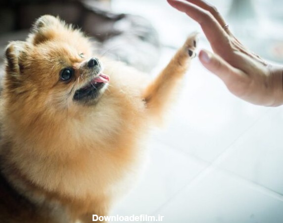 راهنمای تربیت سگ اشپیتز و ویژگی‌های رفتاری این نژاد سگ