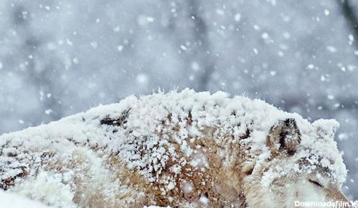 عکس گرگ در برف