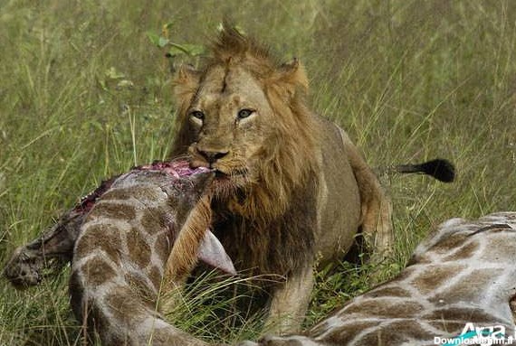 عکس از شکار شیر