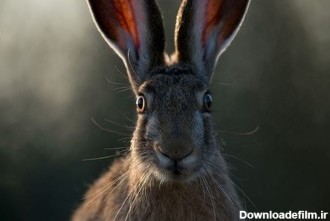 عکس | رویارویی خرگوش با دوربین در عکس روز نشنال جئوگرافیک