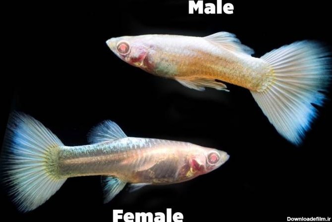 روش و علائم تشخیص بارداری ماهی + تفاوت ماهی نر و ماده