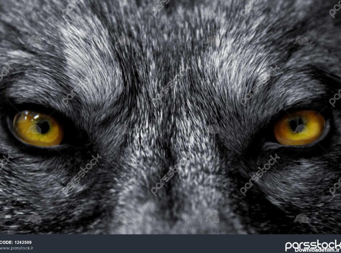 زیبا چشم گرگ وحشی پستانداران خطرناک 1242509