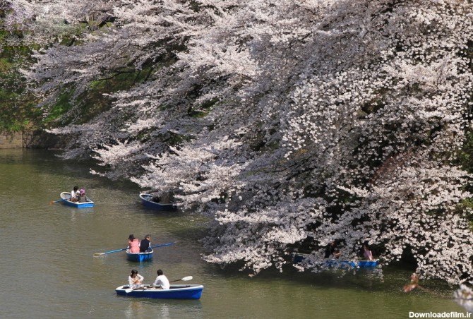 پیک نیک ژاپنی زیر شکوفه های گیلاس