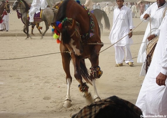 پایکوبی اسب‌‌ها در جشن مردم پاکستان +عکس و فیلم | خبرگزاری فارس