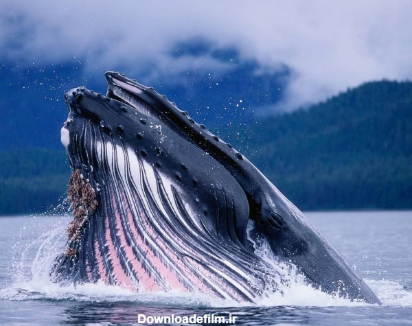 عکس نهنگ های زیبا و تماشایی و آشنایی با انواع گونه های نهنگ