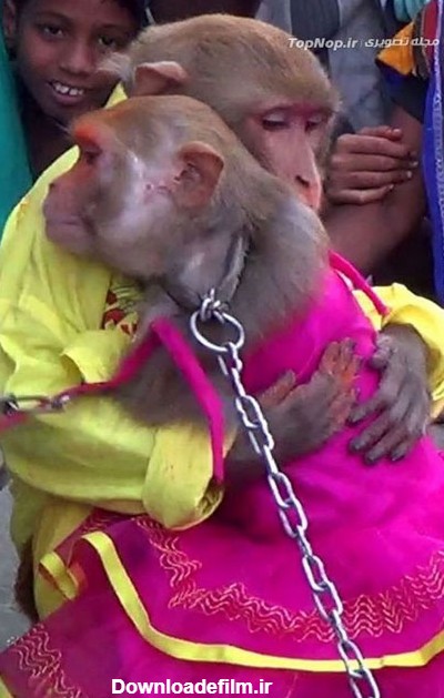 مراسم عروسی میمون ها در هند! (+عکس)