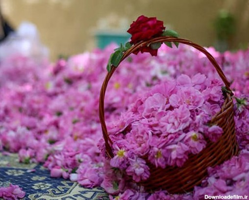 عکس/ برداشت گل محمدی از «دهکده گل»