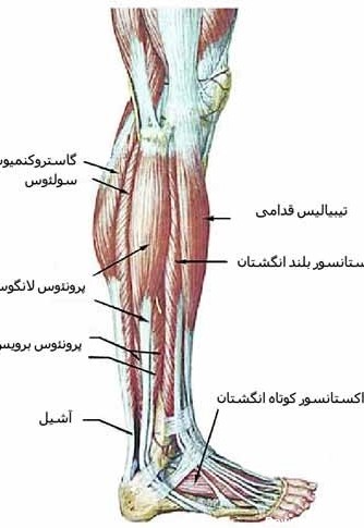 آناتومی ساق پا - کلینیک فیزیوتراپی ایران نوین اصفهان درد ساق پا