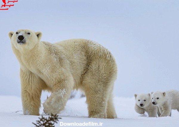 زندگی خرس قطبی