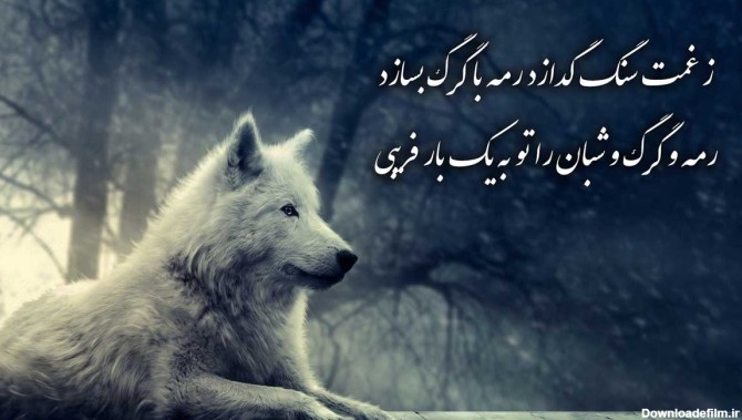 پیام سنگین درباره گرگ