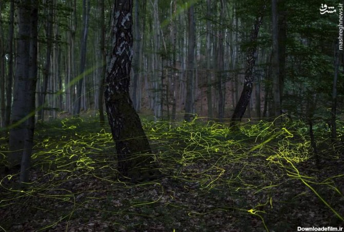 مشرق نیوز - عکس/ درخشش کرم‌های شب تاب در جنگل
