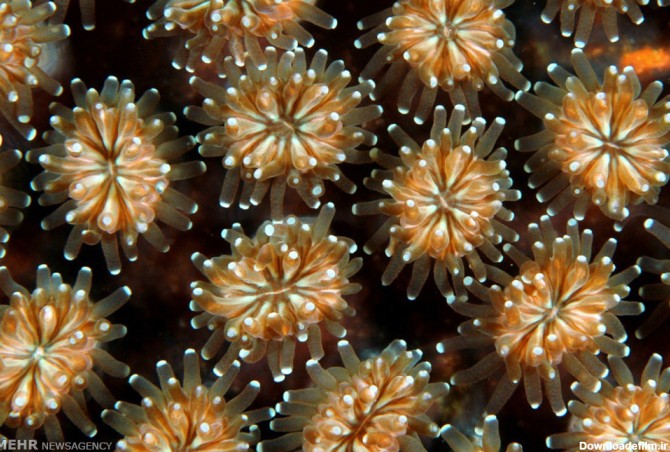 عکس زیبا از مرجان ها