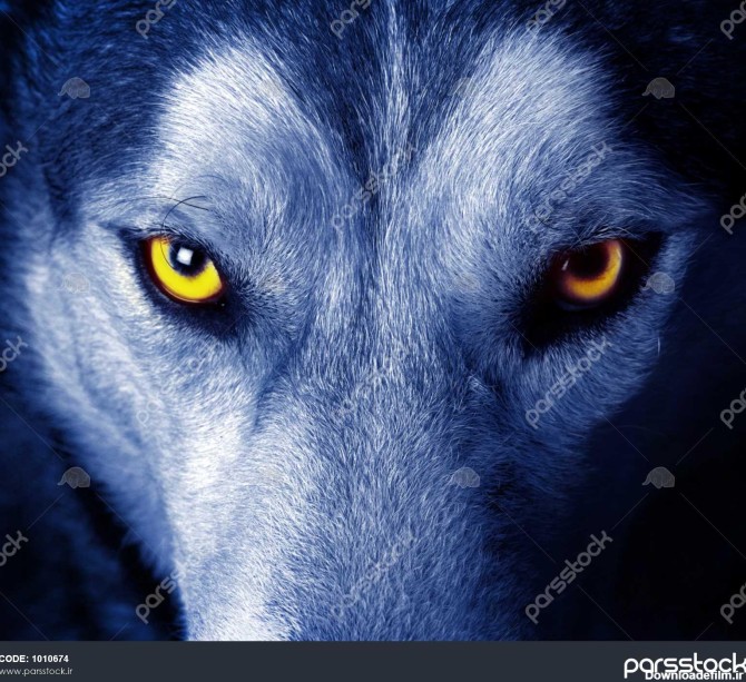 چشمان زیبا از یک گرگ وحشی 1010674