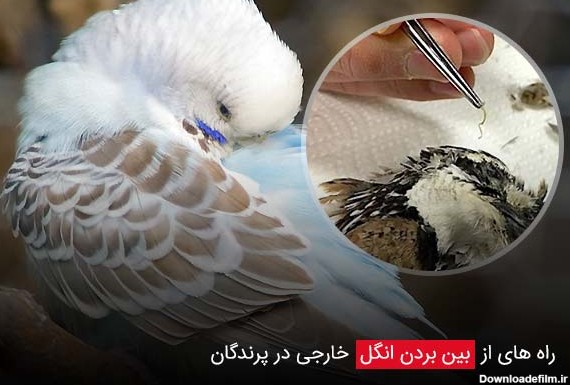 درمان از بین بردن حشرات و انگل پوستی در پرندگان زینتی و طیور خانگی ...