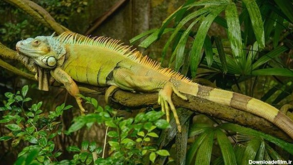 عجیب ترین حیوانات آمازون در جنگل و رودخانه آمازون
