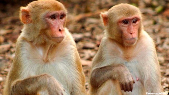 ببینید فیلم حمله دردناک میمون مادر به یک بچه میمون برای انتقام فرزندش!
