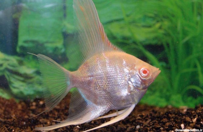 ماهی آنجل زال (Albino Angel) | ماکی دام