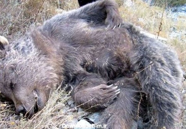 تصاویر | عکس یادگاری با خرس مرده کار دست جوان گلستانی داد | شکایت ...